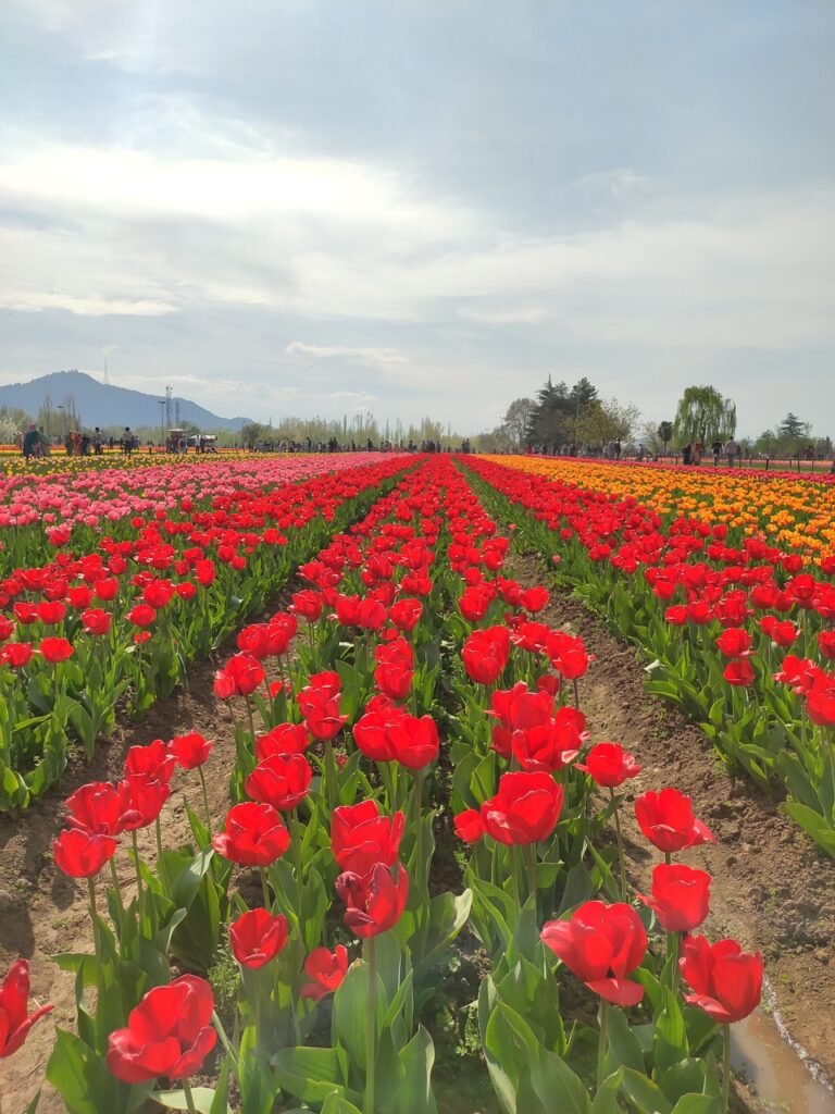 tulip garden